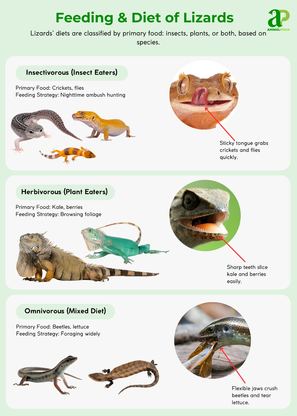 Feeding and diet of Lizards