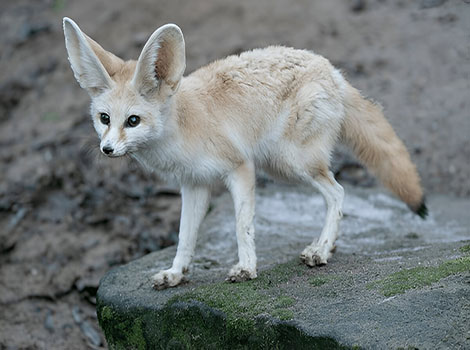 fennec fox natural habitat in Sahara Desert and sandy environment
