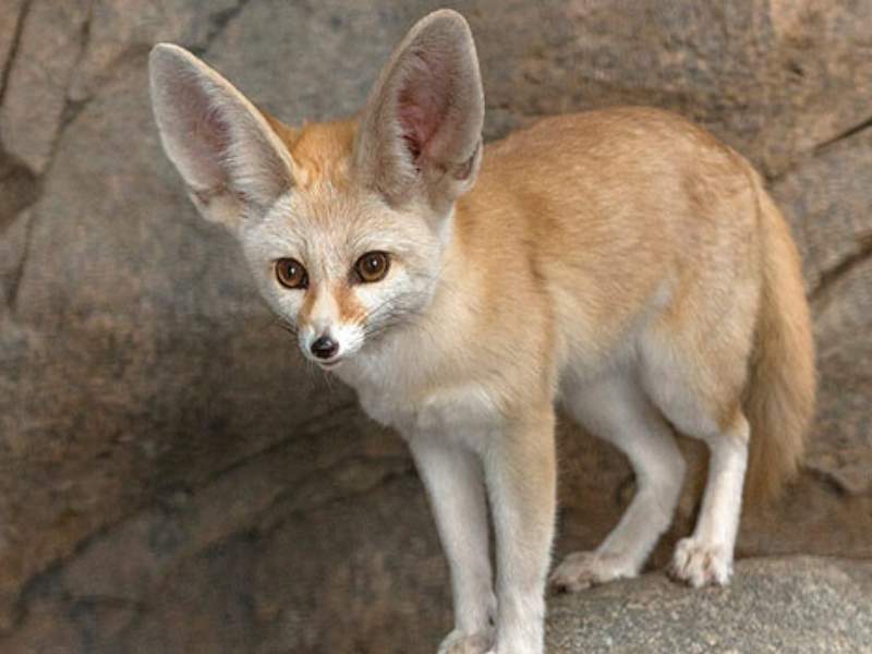 fennec fox large ears fluffy coat
