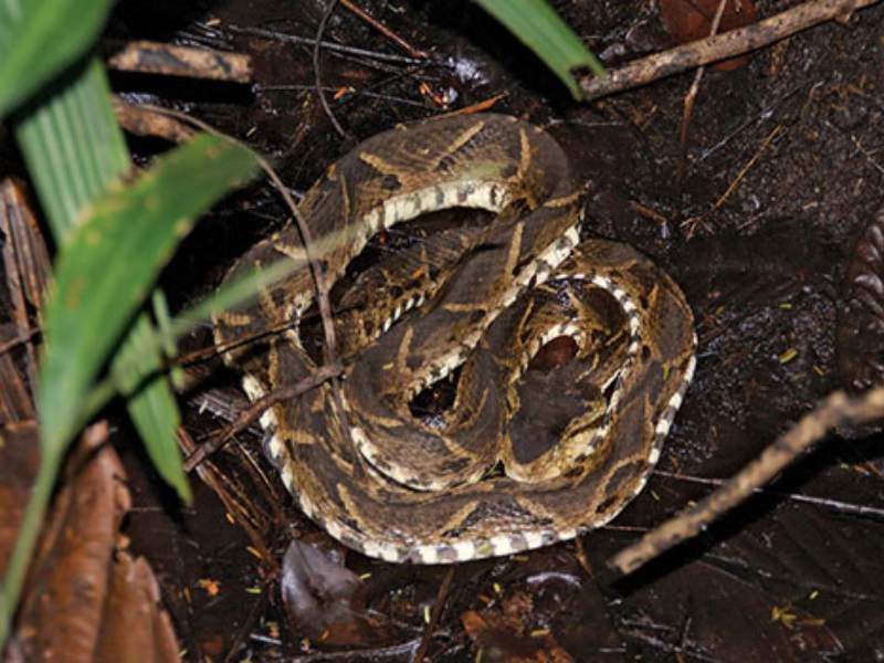 fer-de-lance snake venomous rainforest camouflage