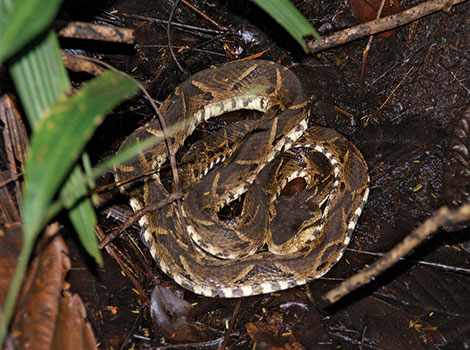 fer-de-lance snake in rainforest habitat