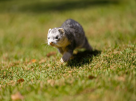 domesticated ferret elongated body and sable fur close-up