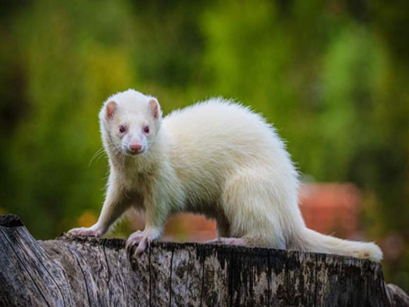ferret playful long body curious expression pet