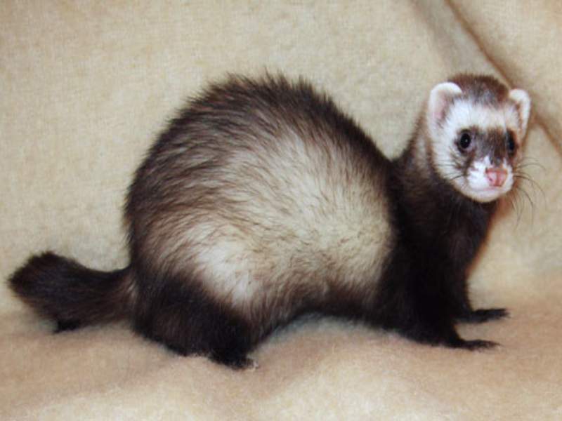 ferret slender body playful curious