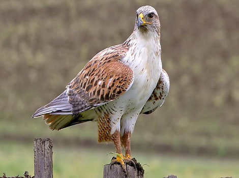 ferruginous hawk rusty plumage close-up detail