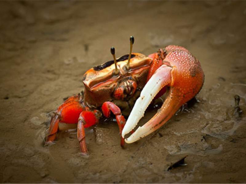 fiddler crab large claw coastal courtship display