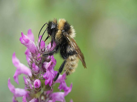 field cuckoo bumblebee black body yellow bands
