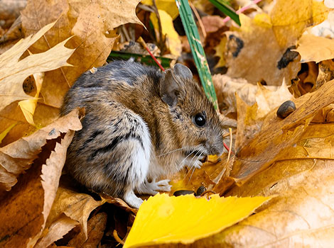 Field mouse nocturnal foraging and food adaptability