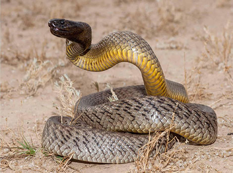 fierce snake smooth glossy scales brown olive hues