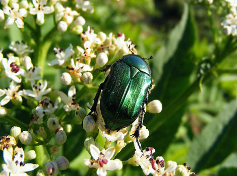 Figeater Beetle with its metallic green exoskeleton