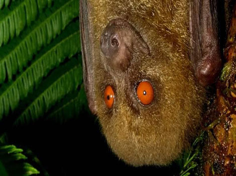 fijian monkey-faced bat conservation