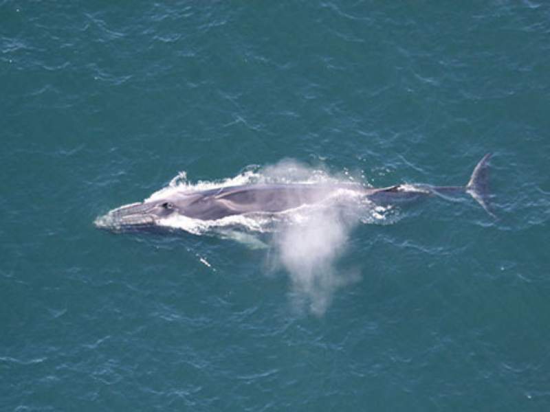 fin whale streamlined body tall dorsal fin ocean