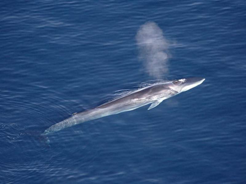 fin whale streamlined body dorsal fin ocean
