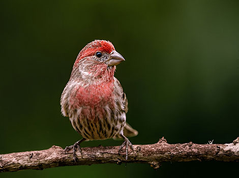 finch colorful plumage and stout beak close-up