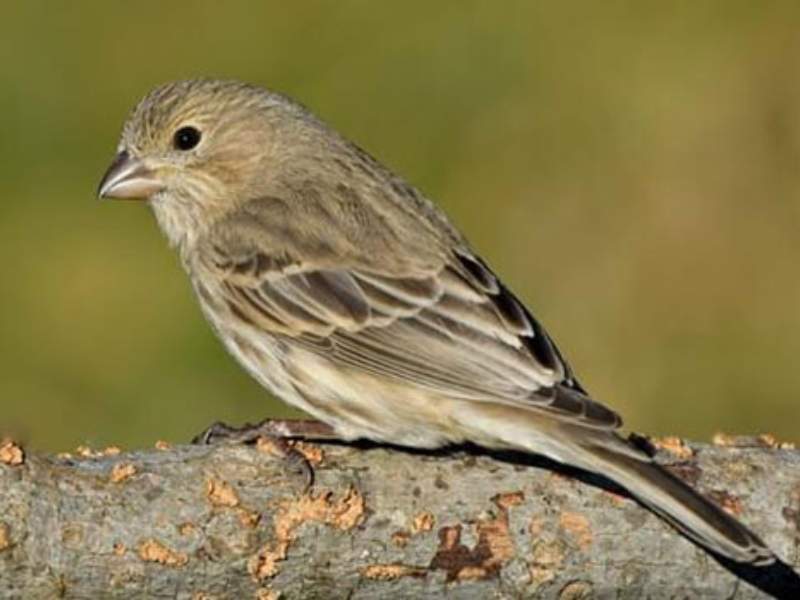 finch colorful plumage melodious song branch