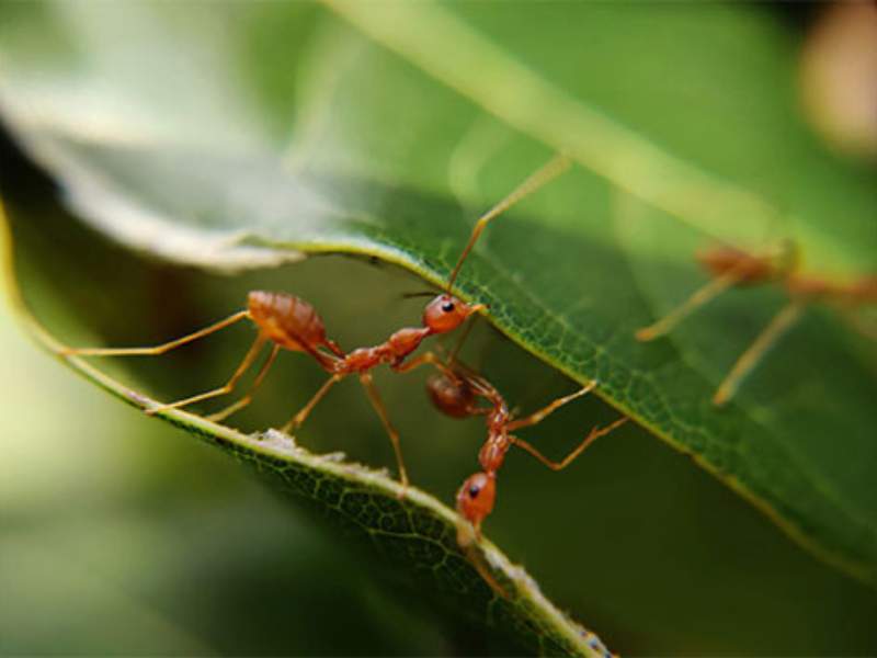 fire ants swarming mound painful stings aggressive
