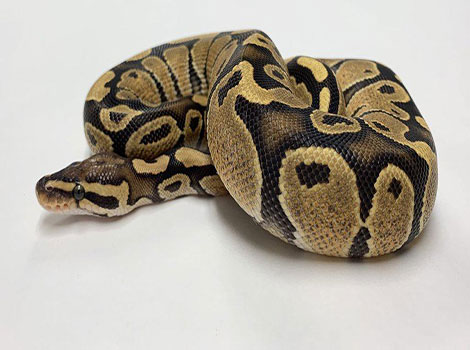 fire ball python vivid coloration pattern