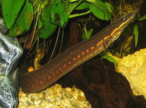 fire eel red stripes freshwater habitat