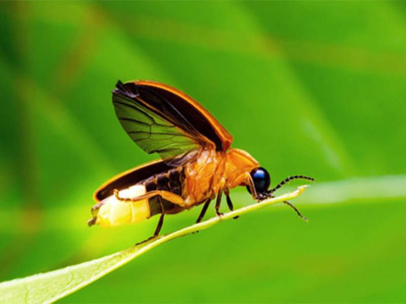 firefly bioluminescent glow summer evening