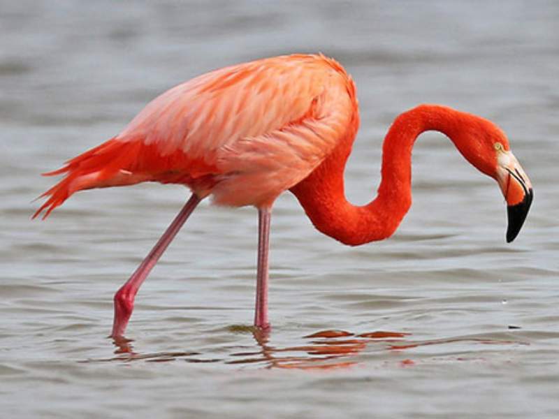 flamingo pink plumage slender legs wetland