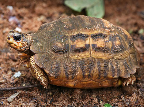 flat-backed spider tortoise Madagascar habitat