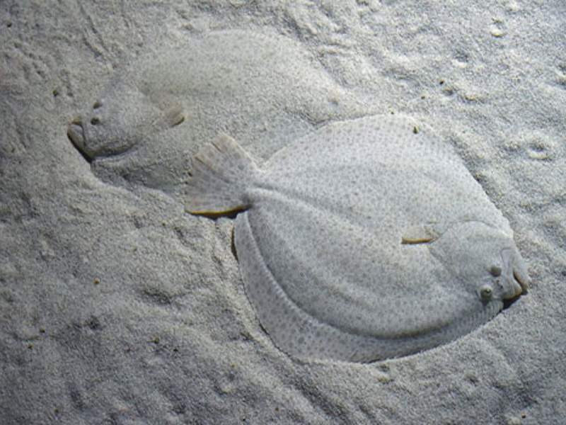 flatfish flattened body eyes one side seafloor