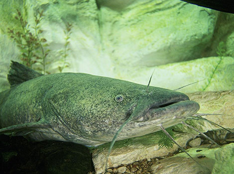 flathead catfish broad head river habitat