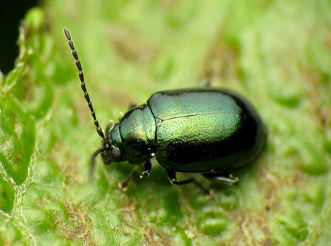 flea beetle compact oval-shaped body leaf habitat