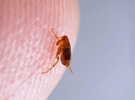 flea feeding blood ectoparasite host fur