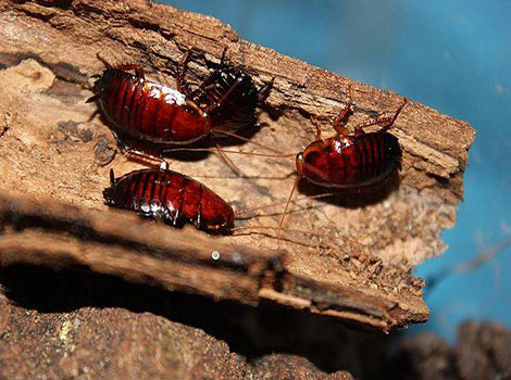 florida woods cockroach close-up oval-shaped body