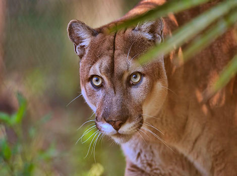 florida panther close-up sleek tawny coat