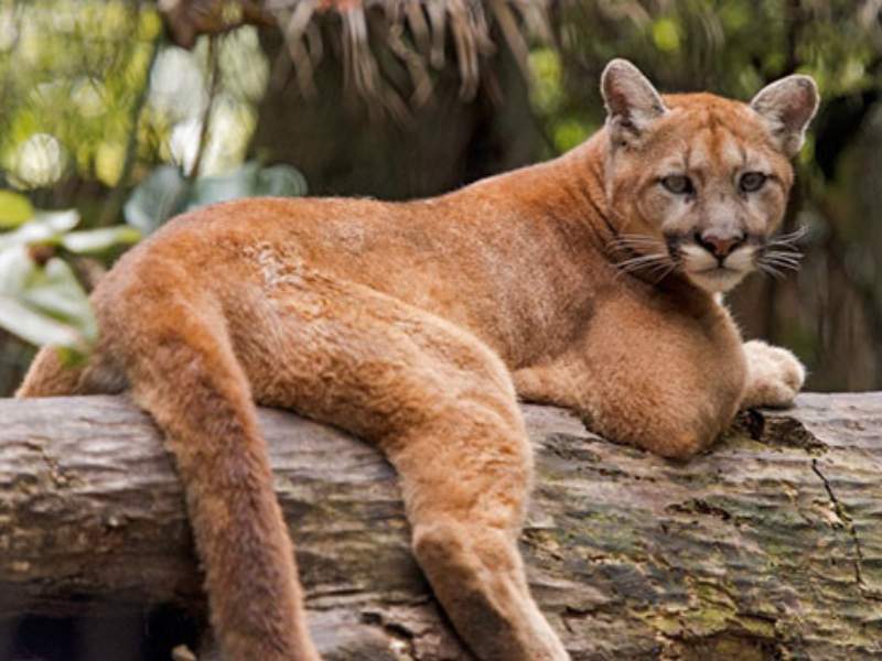 florida panther cougar forest southern Florida