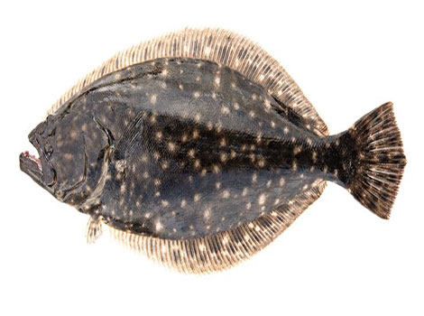 flounder close-up eyes one side head adaptation