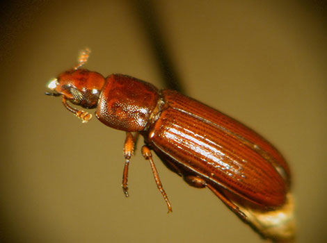 red flour beetle close-up elongated body