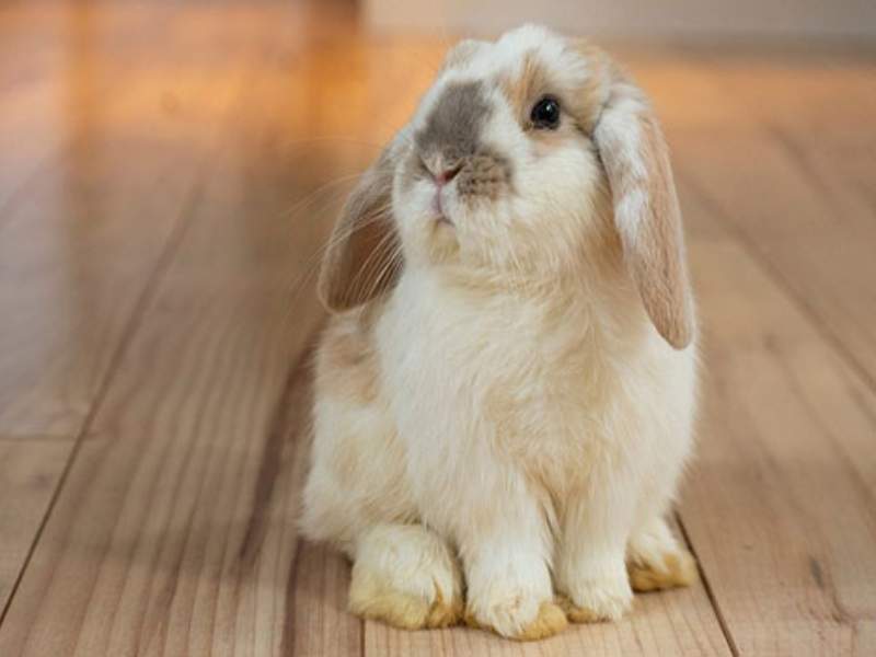 fluffy bunny soft fur twitchy nose garden pet