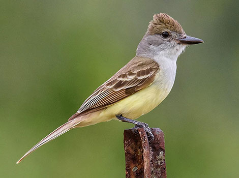 flycatcher close-up eye rings compact body