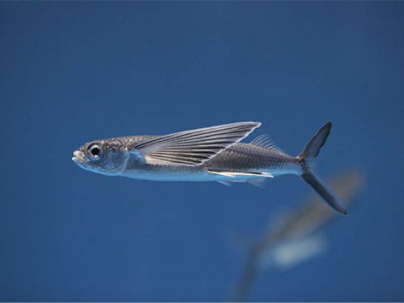 flying fish gliding water enlarged pectoral fins