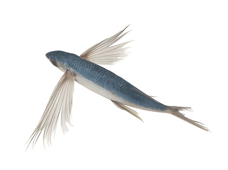 flying fish close-up torpedo body elongated fins