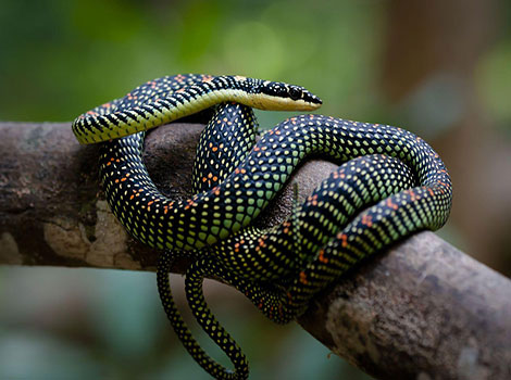 flying snake gliding between trees in tropical rainforest