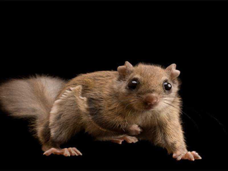 flying squirrel with big eyes