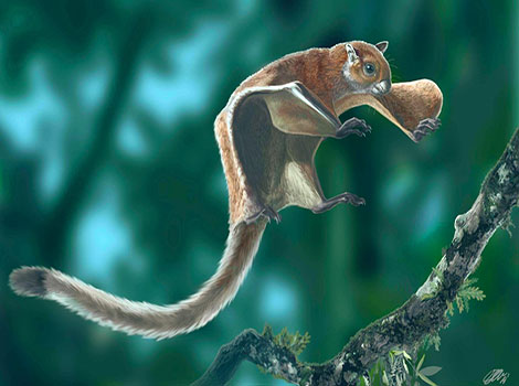 flying squirrel patagium close-up and gliding adaptation detail