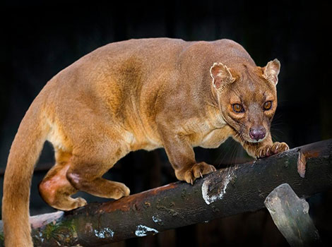 fossa close-up sharp claws and reddish-brown fur