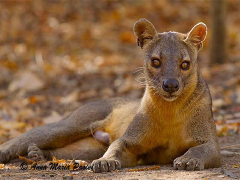 fossa carnivorous mammal Madagascar forest habitat