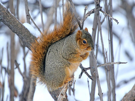 fox squirrel perched on tree branch