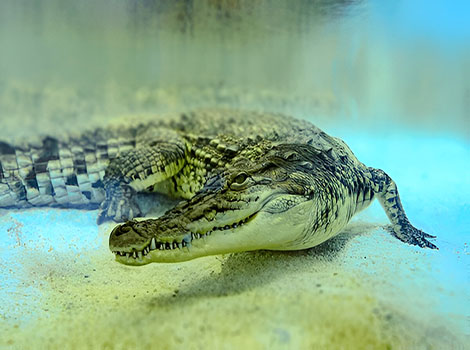 freshwater crocodile elongated snout sharp teeth