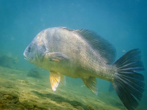 freshwater drum close-up large mouth strong teeth