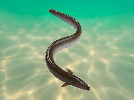 freshwater eel close-up slimy skin pectoral fins