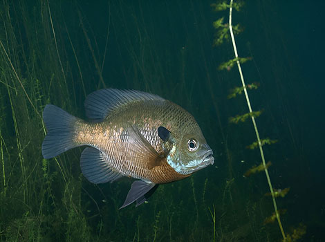 sunfish close-up colorful patterns dorsal spines