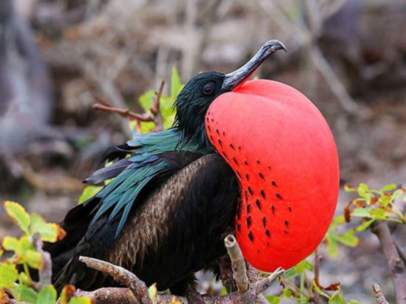 frigatebird large wingspan ocean flight