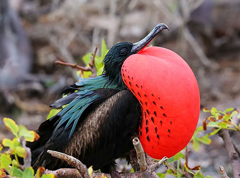 male frigatebird red throat pouch breeding display